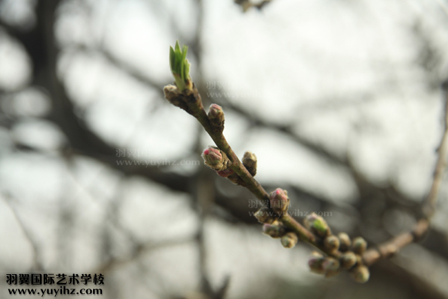 攝影培訓班學員赴上海植物園拍攝練習情景