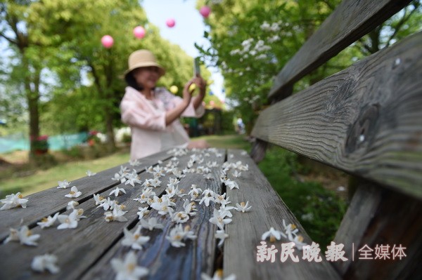 中國(guó)夢(mèng)絲路情 茉莉花開(kāi)文化節(jié)開(kāi)幕